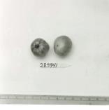 Click for 1 image(s) for this accession. FRUIT